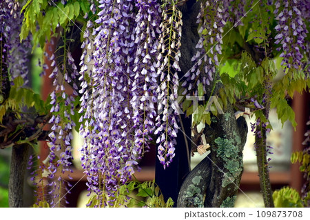 紫藤 紫藤格子花 防府天滿宮山口 紫藤 紫藤格子花 防府天滿宮山口 109873708