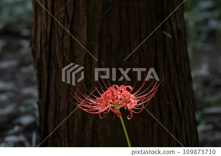 紅蜘蛛百合 109873710
