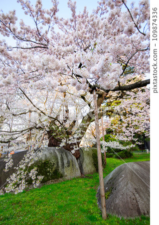 Ishiwari cherry blossoms in full bloom beginning to bathe in the morning sun Morioka District Court 109874336