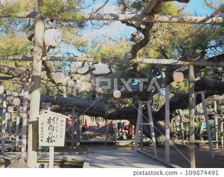 影向之松（江戶川區）1 109874491