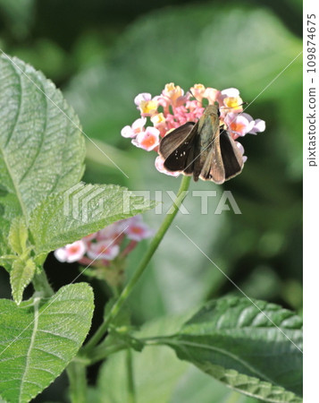 Ochabanese seri sucking nectar from Lantana flowers Ochabanese seri sucking nectar from Lantana flowers 109874675
