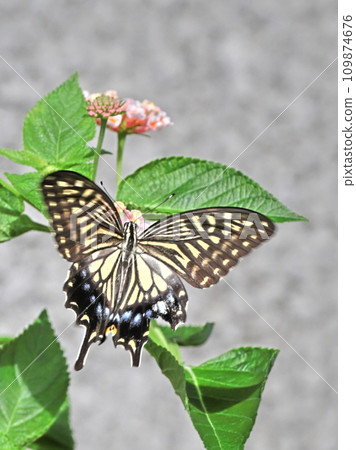 Swallowtail sucking the nectar of lantana flowers Swallowtail sucking the nectar of lantana flowers 109874676