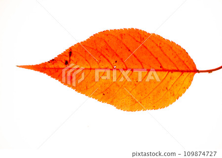紅色落葉白色背景 紅色落葉白色背景 109874727