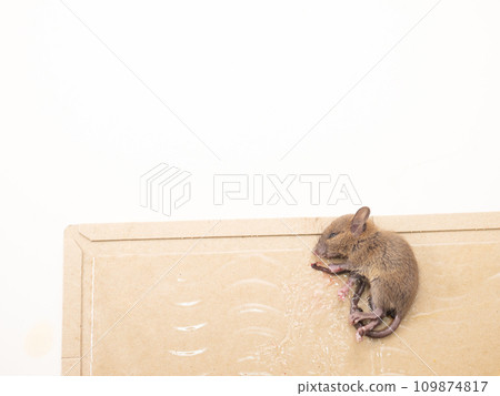 Mouse and capture sheet Mouse and capture sheet 109874817