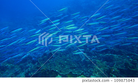 Scuba diving at Chichi jima Bonin island, Ogasawara. Scuba diving at Chichi jima Bonin island, Ogasawara. 109875843
