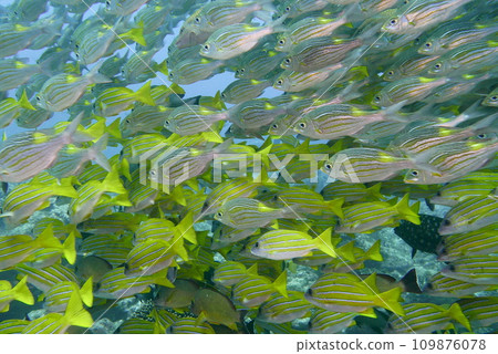 Scuba diving at Chichi jima Bonin island, Ogasawara. 109876078