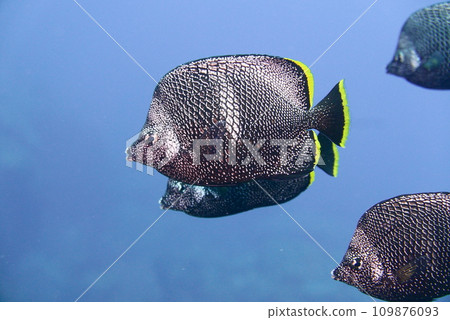 Scuba diving at Chichi jima Bonin island, Ogasawara. 109876093
