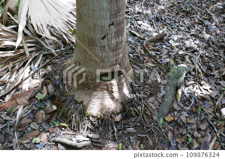 World War 2 relics at Chichi jima Bonin island, Ogasawara. 109876324