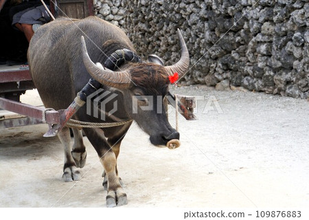 Buffalo Taketomijima Buffalo Taketomijima 109876883