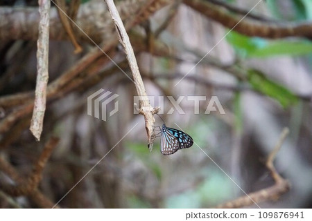 Blue butterfly perched on a branch, Okinawa 109876941