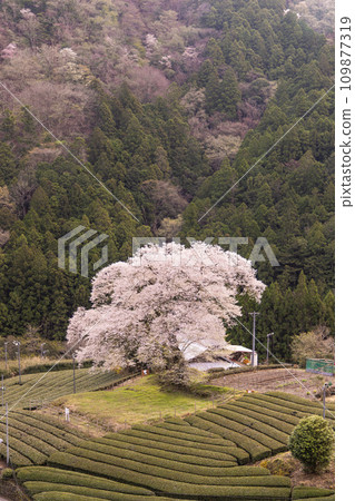 Mizumezakura in Ushiro, Shizuoka Prefecture 109877319