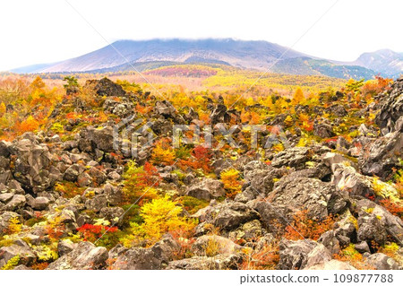 Autumn leaves at Onioshidashien Autumn leaves at Onioshidashien 109877788