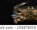 Migratory crab on a black plate 109878058