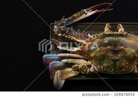 黑盤上的洄遊蟹 109878058