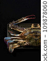 Migratory crab on a black plate 109878060