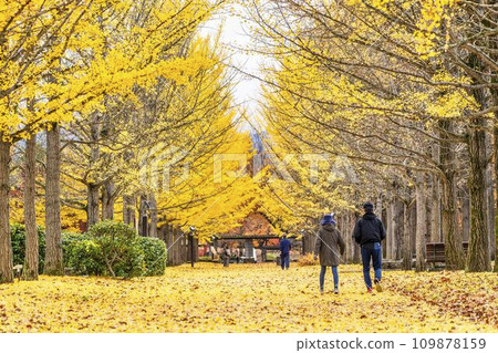 Ginkgo tree line at Yamagata Prefectural Sports Park in autumn, carpet of ginkgo leaves, Tendo City, Yamagata Prefecture Ginkgo tree line at Yamagata Prefectural Sports Park in autumn, carpet of ginkgo leaves, Tendo City, Yamagata Prefecture 109878159