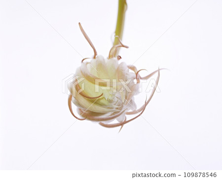 Moonlight beauty starting to bloom 20220501 109878546
