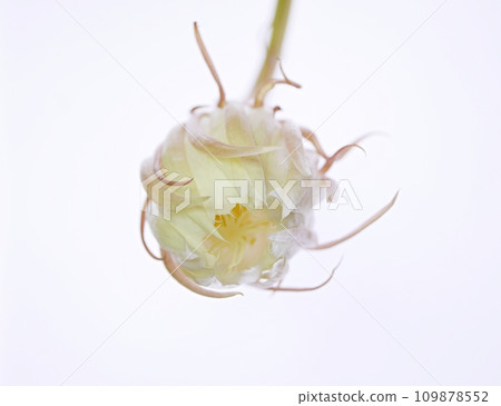 Moonlit beauty that has begun to bloom20220504 109878552