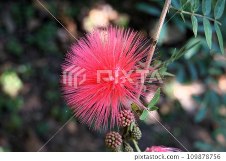 Flowers of the Japanese lily, Yufu Island Flowers of the Japanese lily, Yufu Island 109878756