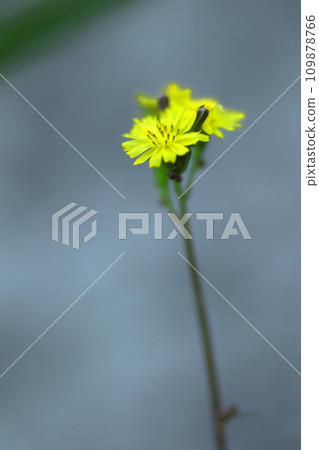 Yellow Onitabirako flowers Yellow Onitabirako flowers 109878766