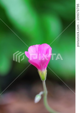 Pink Oxalis Flower 109878786