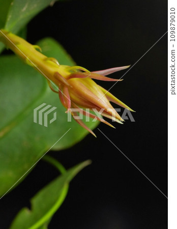 月下美麗的花蕾 20220501 月下美麗的花蕾 20220501 109879010