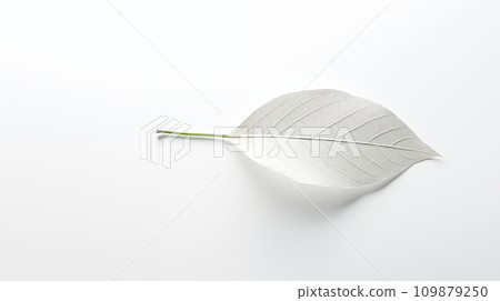 透明植物標本 109879250