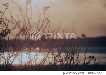 Grass by the river shining in the sunset Grass by the river shining in the sunset 109879270