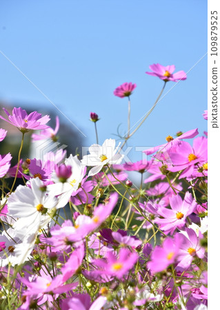 發光在藍天的波斯菊 發光在藍天的波斯菊 109879525