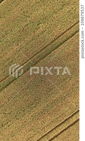A wheat field rippling in golden color-taken from the sky with a drone (Monbetsu, Hokkaido) 109879537