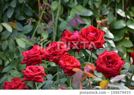 一朵紅玫瑰 109879935