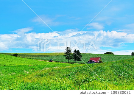 Summer in Biei, Hokkaido, hill with red roof 109880081