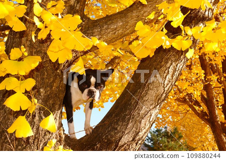 波士頓梗犬 Mighty 在毛山町美麗的銀杏樹頂上看起來很可愛♡ 109880244