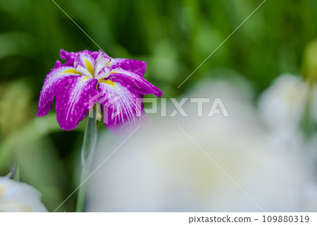 花虹膜在雨中被弄濕 109880319