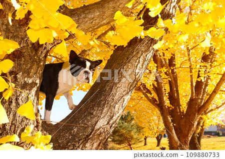 Mighty, a Boston terrier, looks at the countryside from the top of a beautiful ginkgo tree in Moroyama Town ♡ Mighty, a Boston terrier, looks at the countryside from the top of a beautiful ginkgo tree in Moroyama Town ♡ 109880733