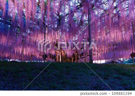 Ashikaga Flower Park's spring wisteria light-up - Stock Photo [109881194] -  PIXTA
