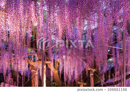 Ashikaga Flower Park's spring wisteria light-up 109881198