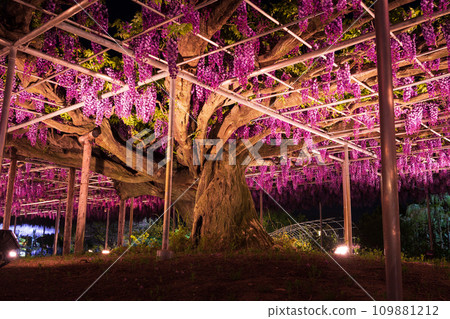 Spring at Ashikaga Flower Park: Yaeguro Ryuwisteria light-up Spring at Ashikaga Flower Park: Yaeguro Ryuwisteria light-up 109881212