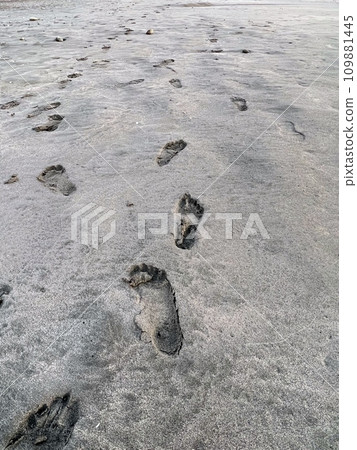 Footprints in the sand, traces of walking on the beach, traces of bare feet on the beach, traces of bare feet walking on the beach 109881445