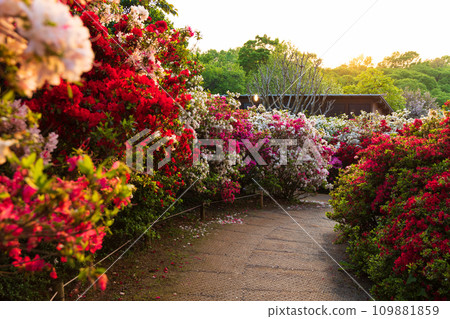 Spring at Ashikaga Flower Park, a sea of azaleas in the park at dusk Spring at Ashikaga Flower Park, a sea of azaleas in the park at dusk 109881859