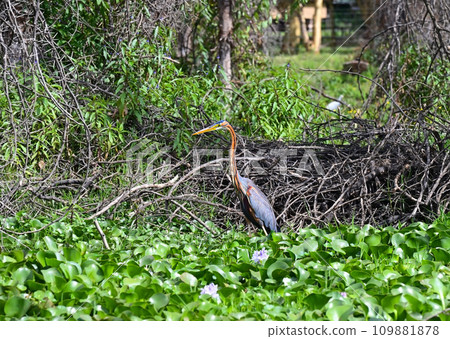 Purple heron bird in natural habitat, Kenya Purple heron bird in natural habitat, Kenya 109881878