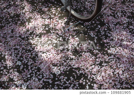 散落的櫻花和自行車後輪 109881905