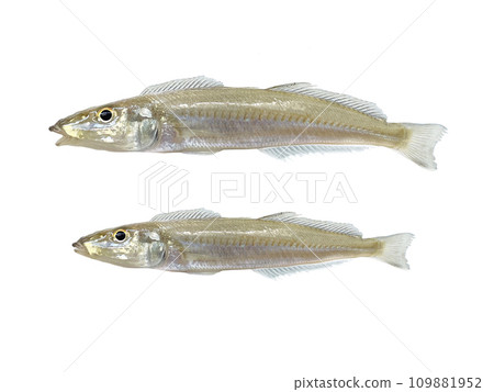 [White background] Queen of the sandy beach, Shirogis fish 109881952