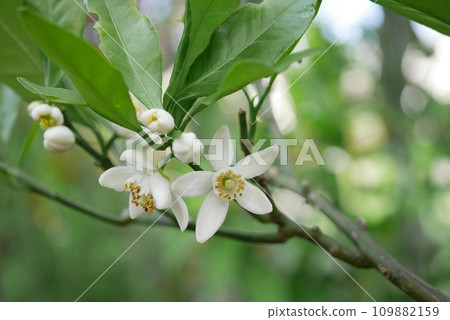 橙花20220504 橙花20220504 109882159