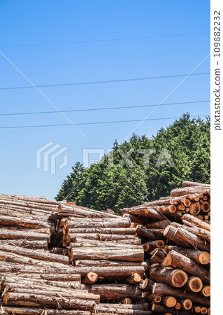 Stacked logs after felling 109882232
