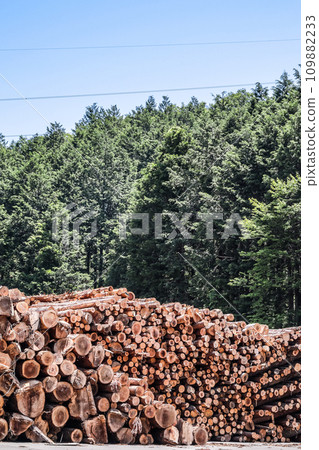 砍伐後堆放的原木 109882233