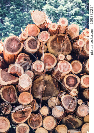 堆疊的原木顯示砍伐後的橫斷面 109882234