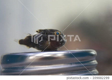 Kompeito young fish 109882299