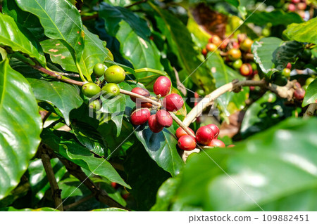 Raw and ripe Arabica coffee beans in a coffee plantation. Ripe coffee beans from organically grown Arabica coffee trees. 109882451