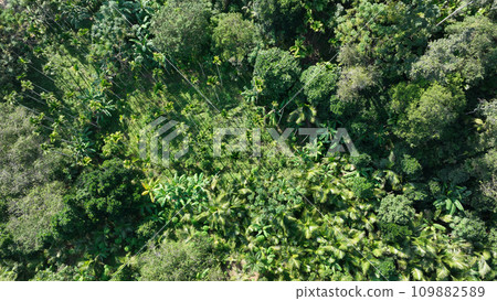 Beautiful palm trees forest landscape 109882589